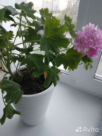 Пеларгония герань