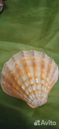 Раковины, коллекция, океан