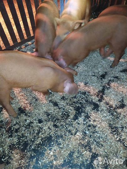 Поросята породы дюрок