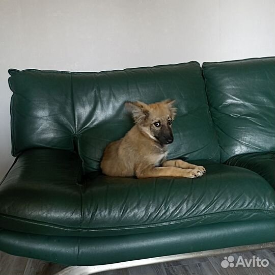 Щенок в добрые руки бесплатно