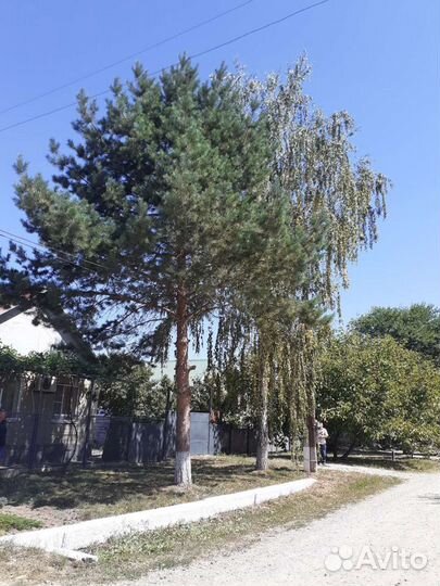 Спил деревьев