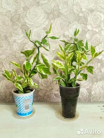 Комнатные цветы