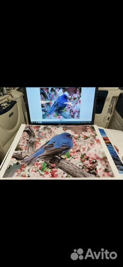 Мфу xerox wc 7970 с буклетмейкером sra3+ 350 гр