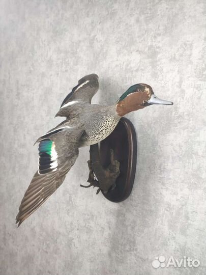 Чучела уток