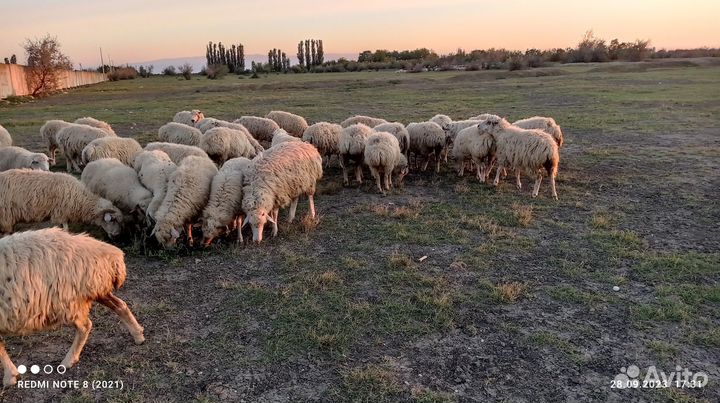Курдючные бараны овцы