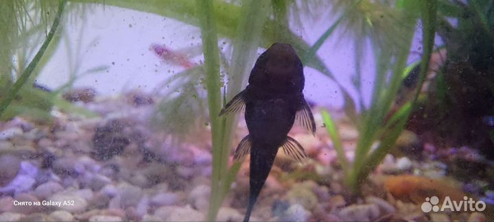 Гуппи,анциструс