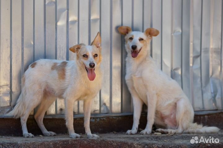 Минипесик Кофеек 10 кг в добрые руки