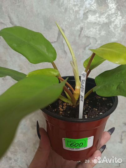 Филодендрон голди лок