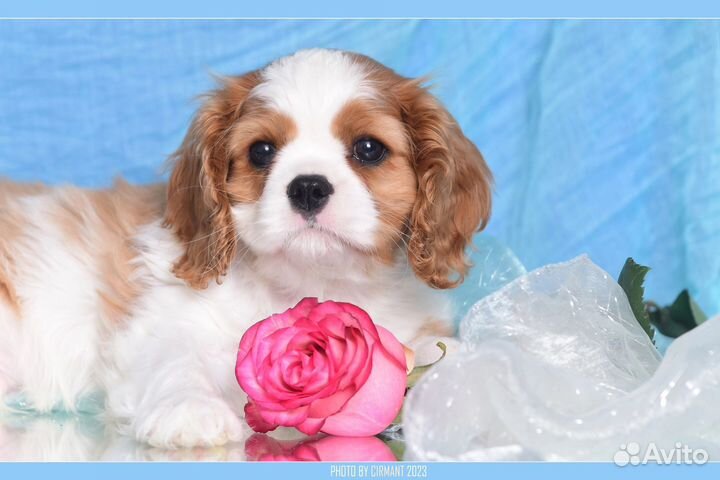 Кавалер Кинг Чарльз Спаниель