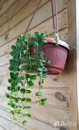 Будра и вербейник (лизимахия) ампельные