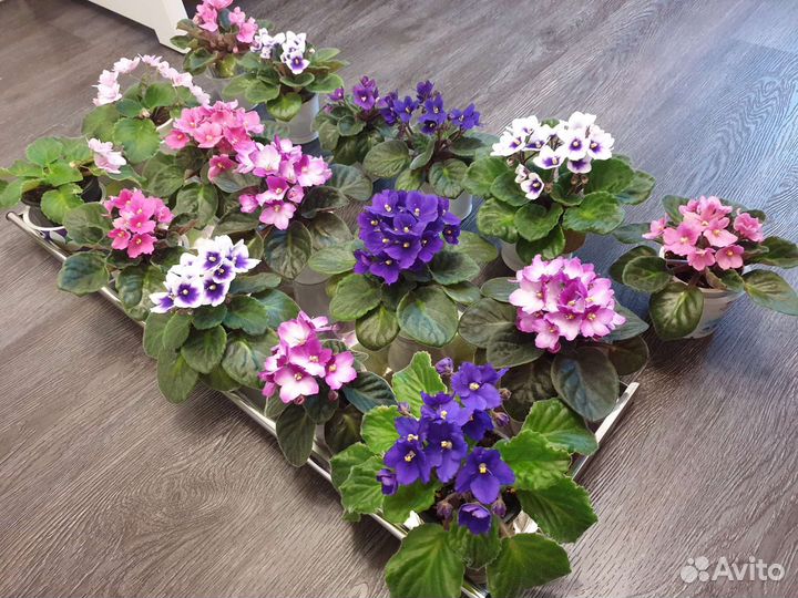 Фиалки много разных, розовые, фиолетовые, белые