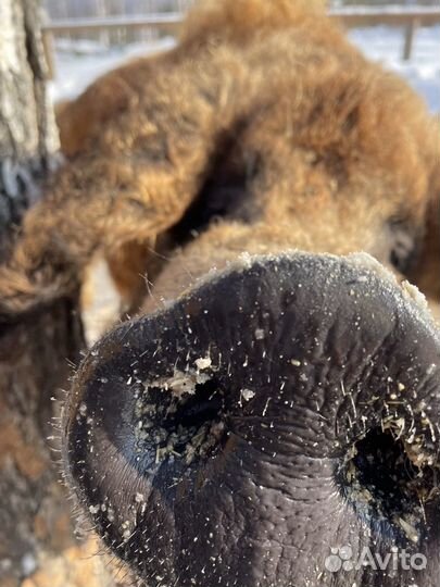 Премикс Борька для свиней всех возрастов 25 кг