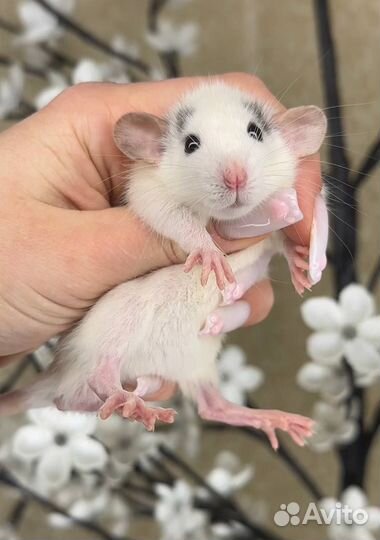 Крысы дамбо, крысята, крыса. Питомник
