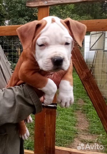 Американский стаффордширский терьер щенки