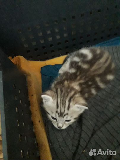 Котик в добрые руки