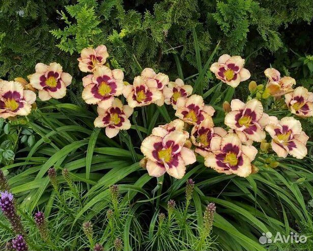 Лилейники сортовые