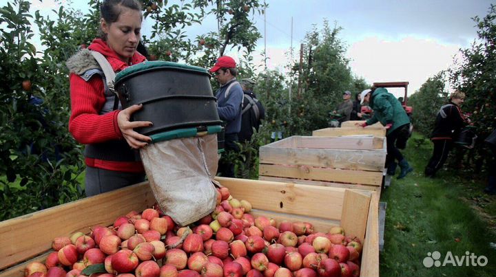 Требуется Сборщик