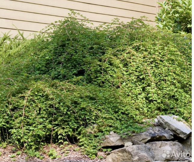 Стефанандра