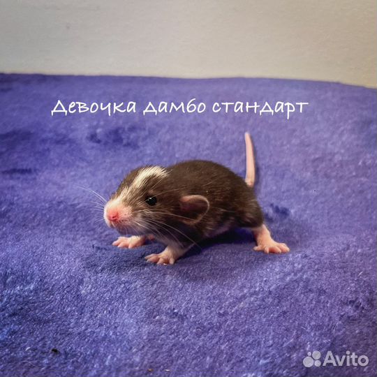 Редкие крысята дамбо