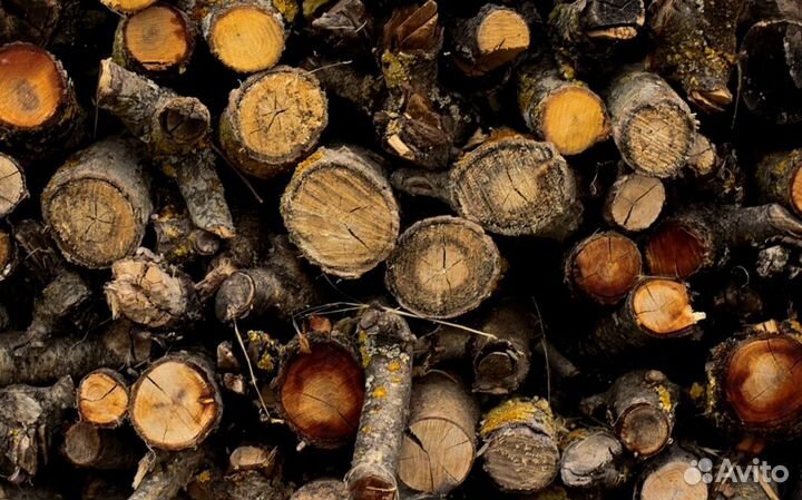 Береза на выбор