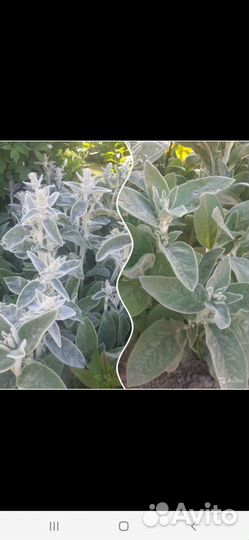 Астра, медуница