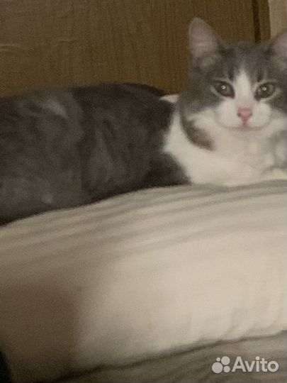 Кошка