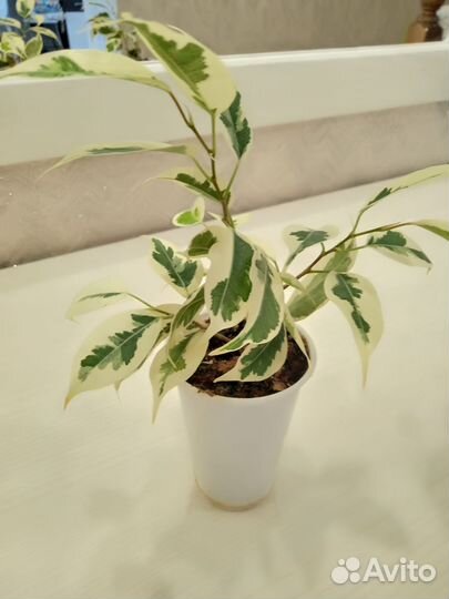 Фикус бенджамина пестролистный