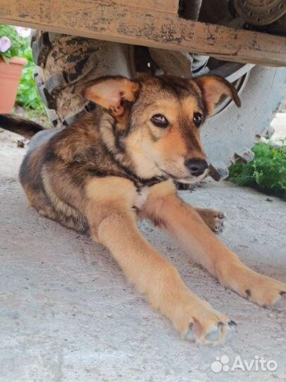 Найдена собака