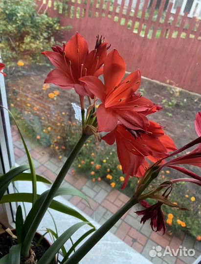 Гиппиаструм