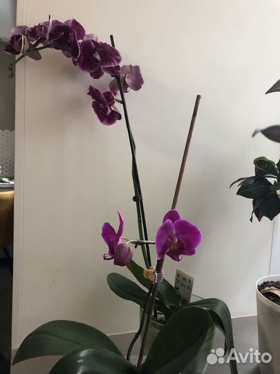 Орхидея фаленопсис цветущая