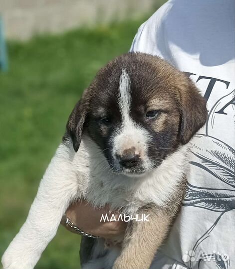 Щенки алабая бесплатно