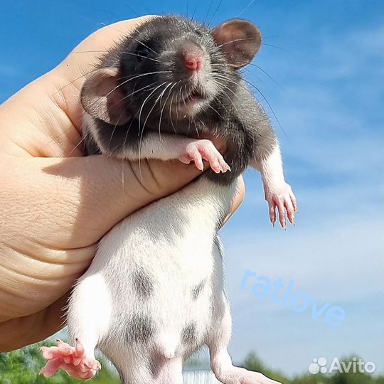 Крысята дамбо мальчик полосатик