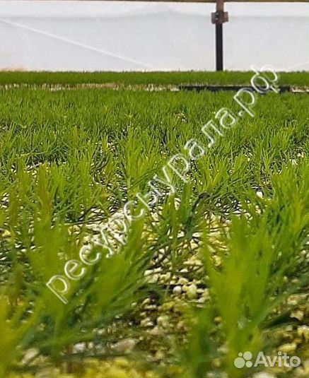 Посадочный материал зкс сеянцы Сосна Ель саженцы