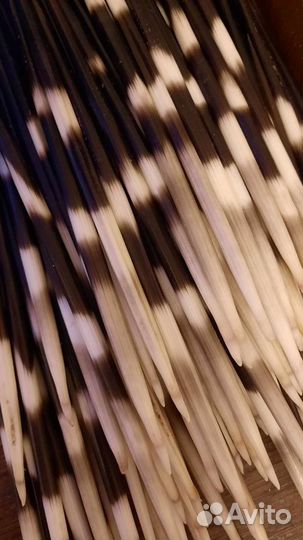 Иглы дикобраза