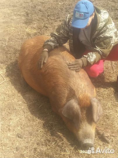 Поросята Дюрок и Дюрок/ландрас