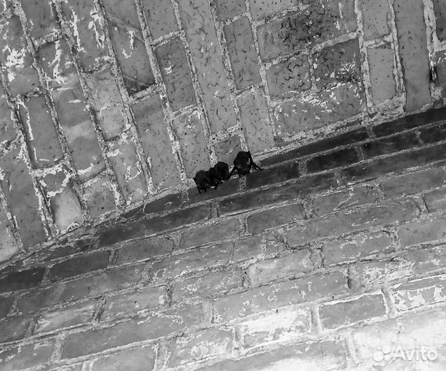 Ночная экскурсия в форте № 1 