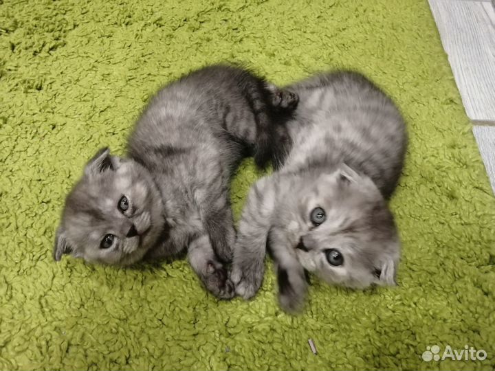 Шотландская вислоухая кошка