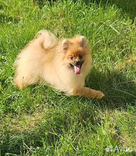 Немецкий шпиц