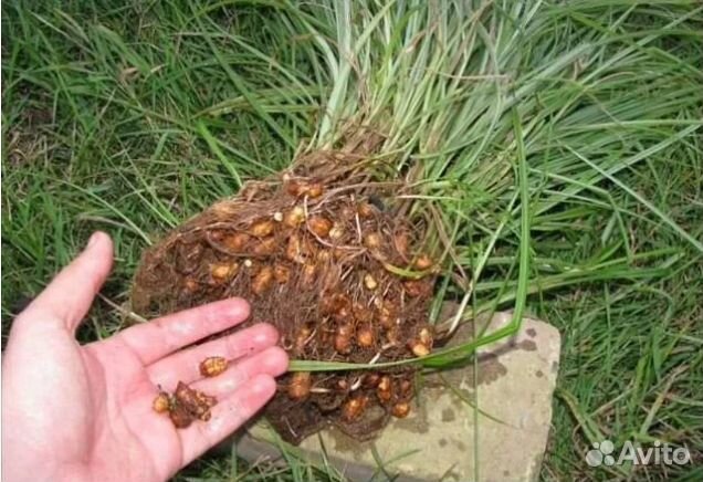 Земляной орех Чуфа (цена за 10 шт.)