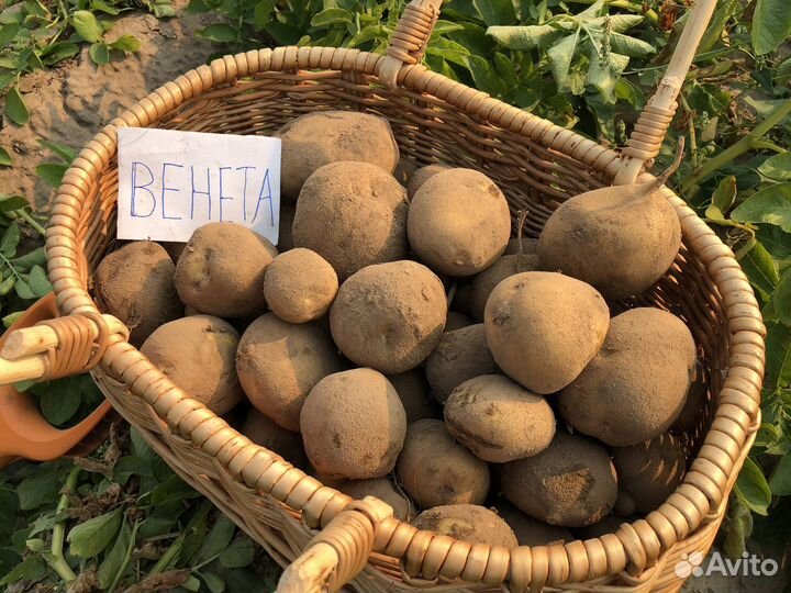 Картофель «Венета» сетка 25кг, бесплатная доставка