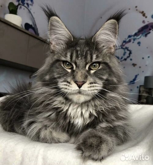 Передержка собак и кошек