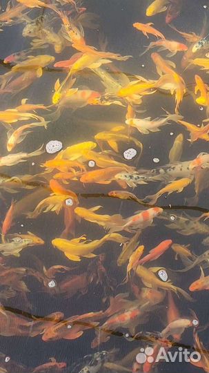 Карпы Кои с Koiferma