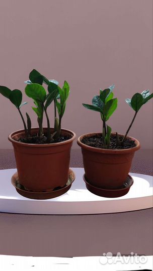 Замиокулькас