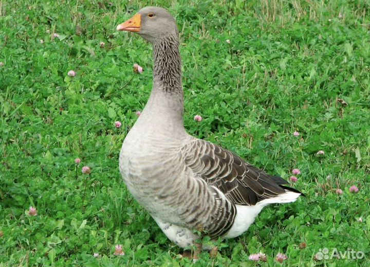 Гусиное мясо