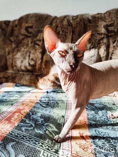 Передержка домашних животных