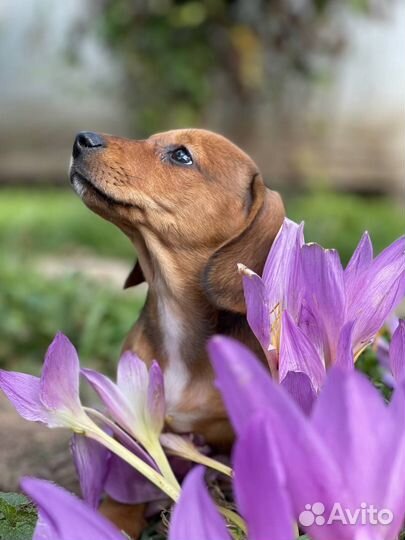 Кроличья такса