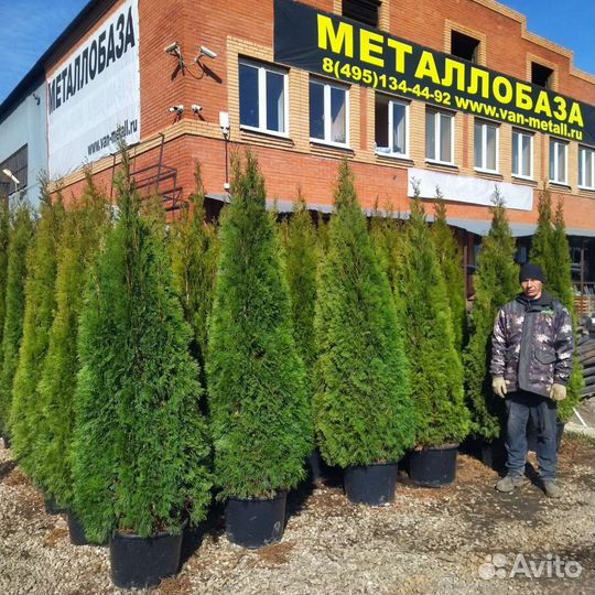 Туя Смарагд