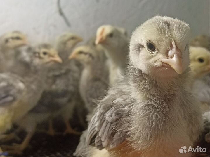 Цыплята пород Пушкинская, Австралорп