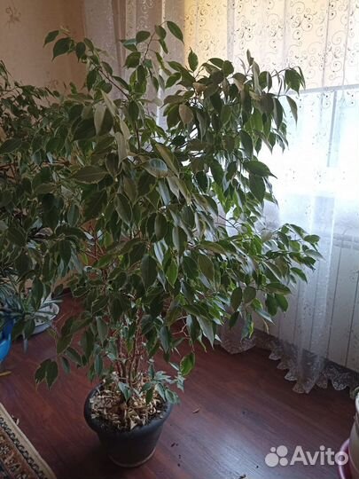 Декоративные цветы большие