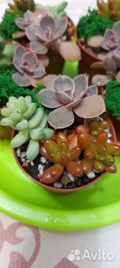 Композиции из суккулентов
